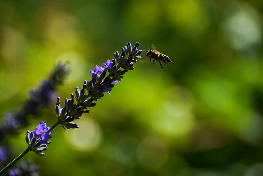 plantyx herbshard novaindex outline